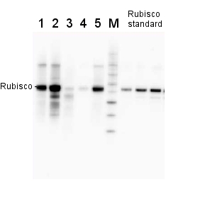 Rubisco quantitation kit (Western blot) in the group Antibodies Plant/Algal  / Photosynthesis  / RUBISCO/Carbon metabolism at Agrisera AB (Antibodies for research) (AS09 409set)